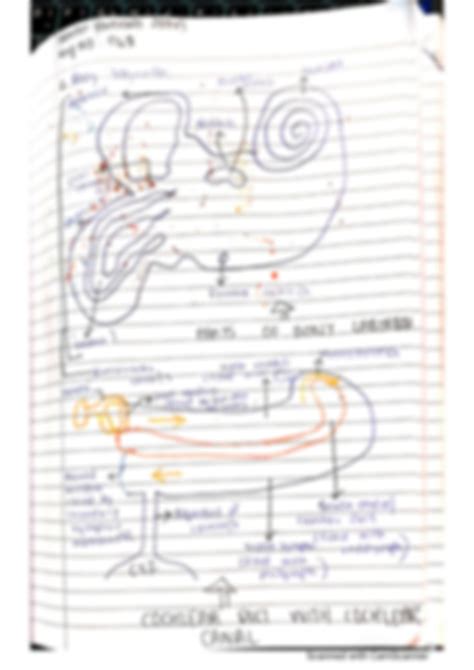 Solution Anatomy Of Inner Ear Studypool