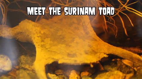 Surinam Toads Bizarre Birth Youtube