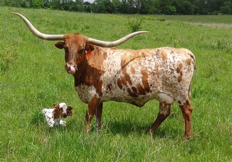 Types Of Longhorn Cattle – MartLabPro