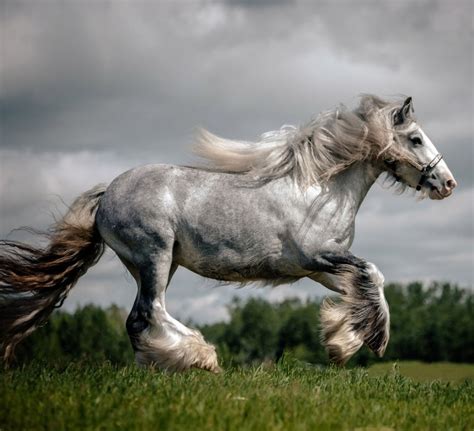 Spirit Farm Gypsy Cobs Top Gypsy Cob Breeding Lines