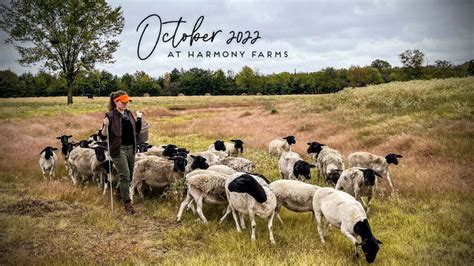 October Recap at Harmony Farms - The Shepherdess