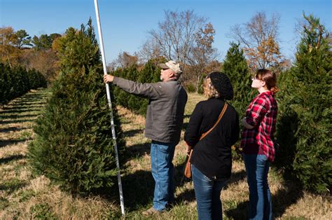 Tennessee Christmas Tree Growers – Christmas Tree Farms in Tennessee