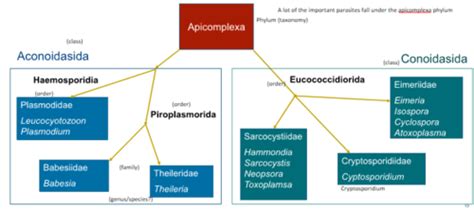 Intro to Endoparasites Flashcards | Quizlet