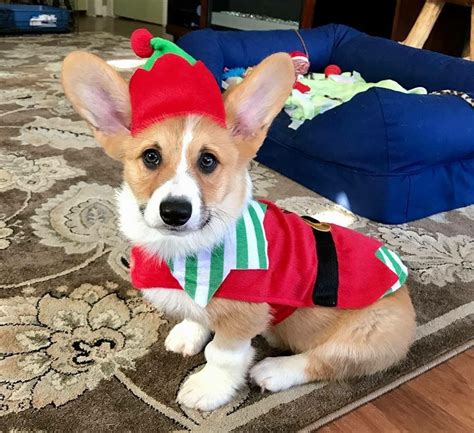 Pin by Patricia Beltran on Corgi christmas cloths | Corgi christmas ...