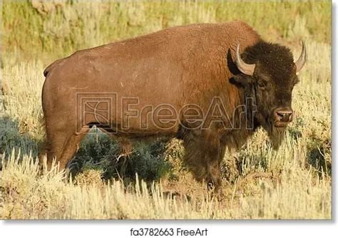 Free art print of American Buffalo | Buffalo art print, Free art prints ...