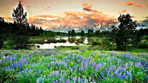 Landscape With Mountain Lake And Flowers Wallpapers Wallpaper Cave