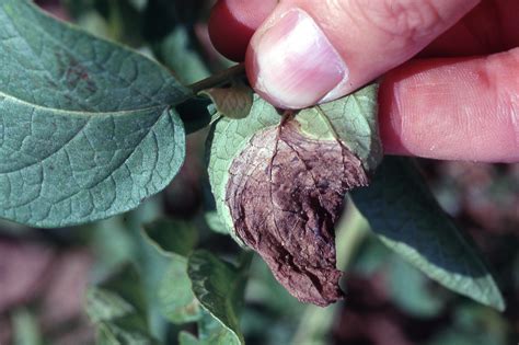 Late Blight Of Potato