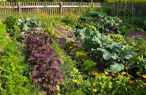 Der Nutzgarten Gem Se Kr Uter Und Obst Erfolgreich Anbauen