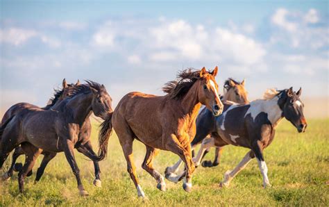 Mustang Horse Breed Profile