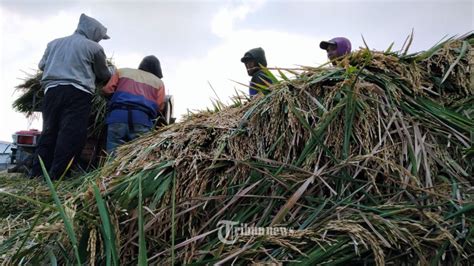 Harga Gabah Di Kaltim Anjlok Petani Di Penajam Desak Bulog Lakukan