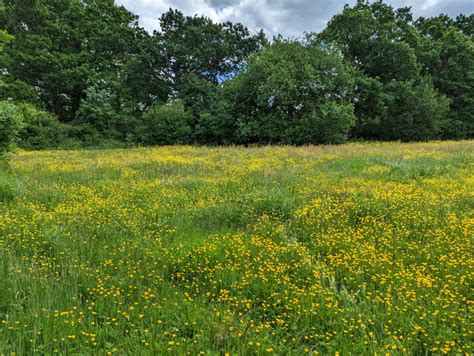 Buttercups In Corner Of Goffs Park Robin Webster Geograph