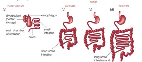 Digestive Systems Of Nectar Feeder Herbivores And Carnivores Herbivore And Carnivore Nectar