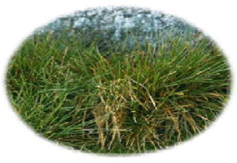 2 Deschampsia antarctica (Antarctic hair grass) | Download Scientific ...