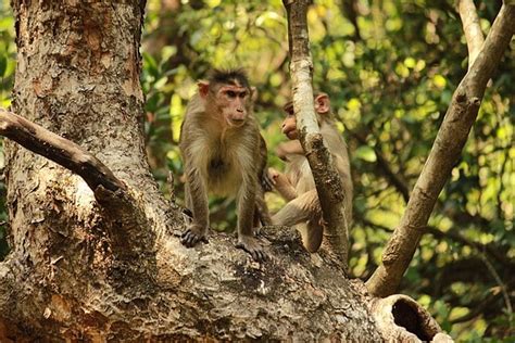 Bhimashankar Wildlife Sanctuary: A Haven for Nature and Wildlife Lovers ...