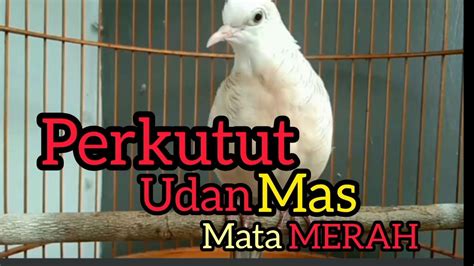 Katuranggan Udan Mas Perkutut Mata Merah Perkututkaturanggan Youtube