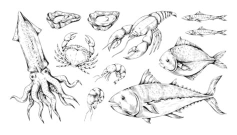 Sketch Of Animal PNG Transparent Images Free Download | Vector Files ...