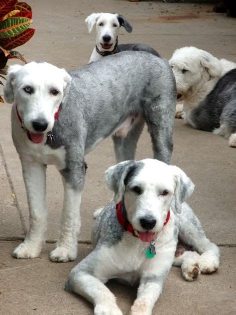 26 Old English Sheepdogs Short Hair Ideas In 2021 Old English