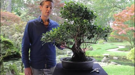 Bonsai Ficus Youtube