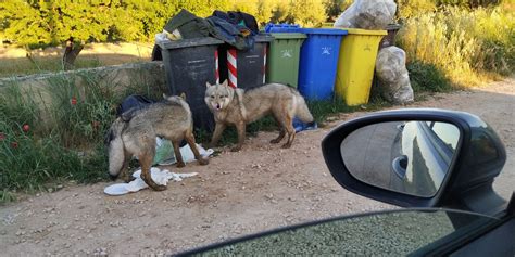 Allarme Lupi E Cinghiali In Puglia Pi Di Incidenti E Oltre