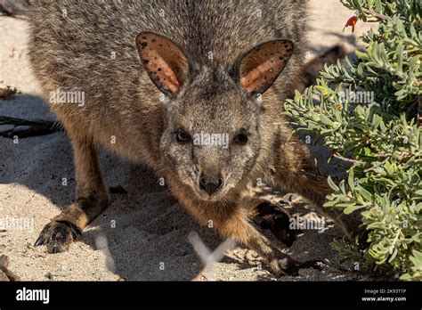 Tammar Wallaby Notamacropus Eugenii At Houtman Abrolhos Islands Wa