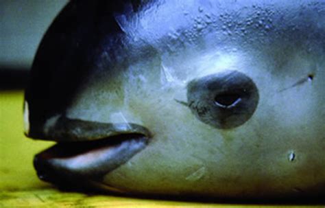 Vaquita A Critically Endangered Species Hubpages