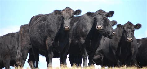 Cow Farts Lets Get Some Fact Straight Working Ranch Cowboys