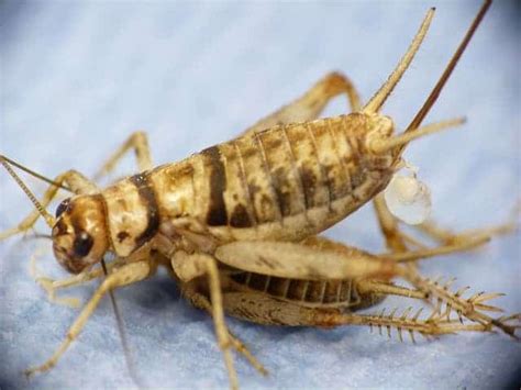 This Sexually Transmitted Virus Castrates Crickets But Encourages Sexual Activity