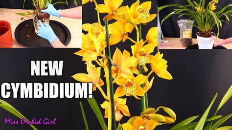 Repotting My New Cymbidium Orchid In Repotme Mix Youtube