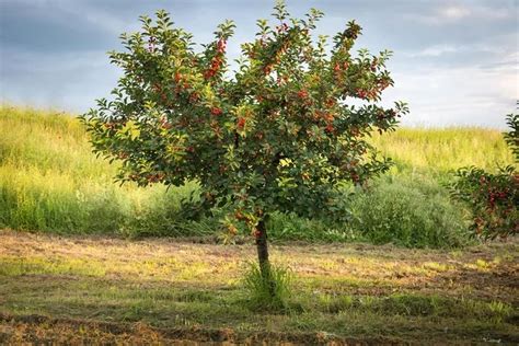 Niskie drzewa ozdobne do ogrodu Małe drzewka ozdobne 2025 Gardenowa