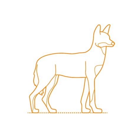 Ethiopian Wolf (Canis simensis) Dimensions & Drawings | Dimensions.com