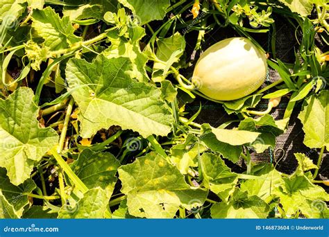 Melon Plant in a Vegetable Garden Stock Photo - Image of cultivated, growth: 146873604