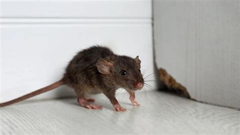 How To Get Rid Of Mice Rats And Other Rodents Forbes Home