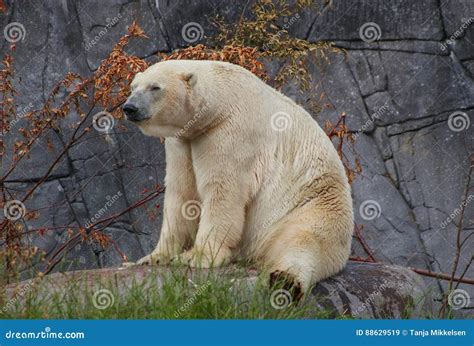 Poler bear sitting down stock image. Image of wild, horizontal - 88629519