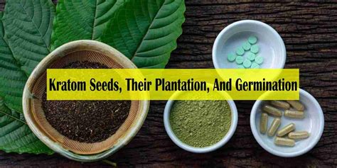 Kratom Seeds Their Plantation And Germination What Should You Know About It