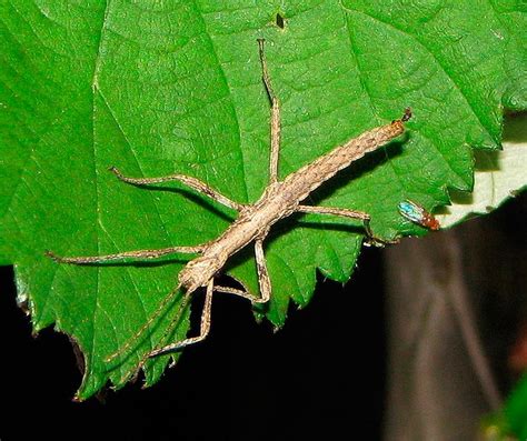 Insecto Palo Caracter Sticas Alimentaci N Reproducci N Y M S