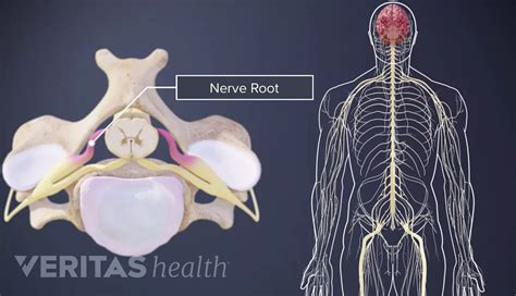 The C1 C2 Vertebrae And Spinal Segment Nervio Espinal Sistema