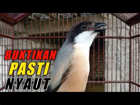 CENDET GACOR AMPUH UNTUK PANCINGAN CENDET YANG SUSAH BUNYI YouTube