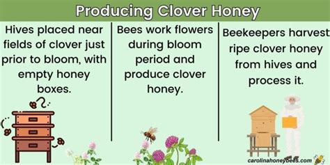 Honey Vs Clover Honey Differences In Flavor And Use Carolina Honeybees