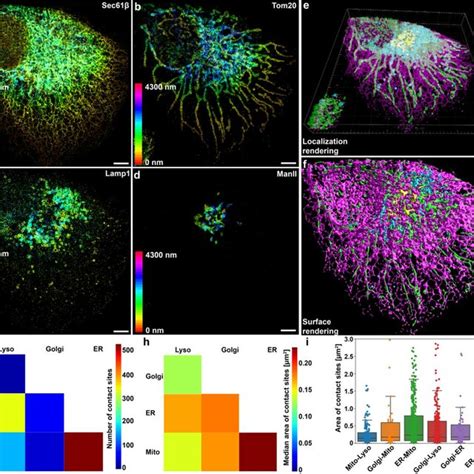 Volumetric Multiplexed Cellular Organelle Imaging At Super Resolution