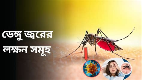 ডেঙ্গু জ্বরকে চিনার উপায় Dengue Virus Essential Health Tips