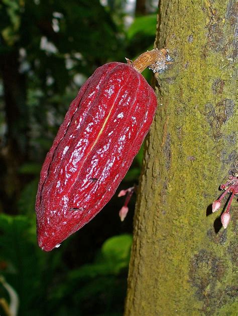 Theobroma cacao | Theobroma cacao, Cacao, Moth