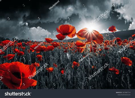 27,795 Remembrance Poppies Images, Stock Photos & Vectors | Shutterstock