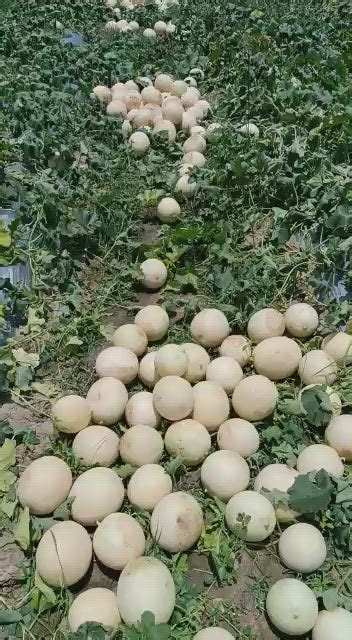 Crispy Hybrid F1 Muskmelon Seeds — Farmers Stop