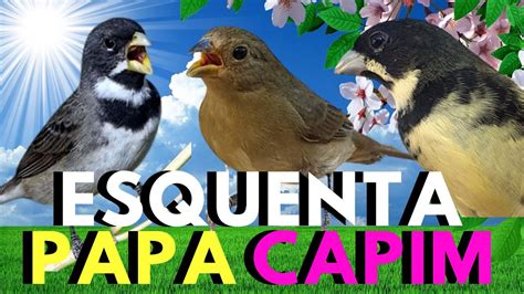 PAPA CAPIM CANTANDO TUI TUI PIADO DE FÊMEA DE PAPA CAPIM ESQUENTAR