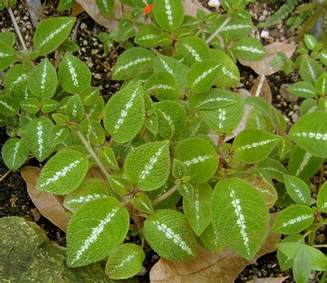 Episcia Cupreata ‘la Soledad Bronze Gesneriad Reference Web