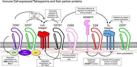 Frontiers The Many And Varied Roles Of Tetraspanins In Immune Cell