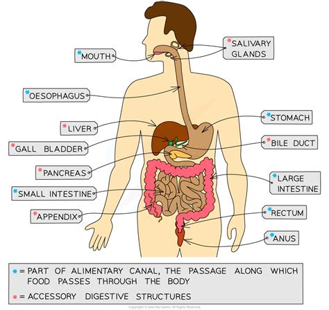 The Human Digestive System Wjec Gcse Biology Revision Notes 2016