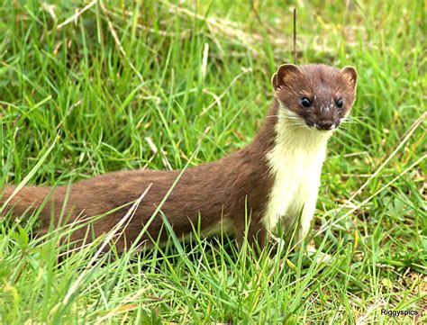 Stoat | The Life of Animals