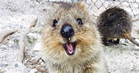 Meet The Quokka The Smiling Marsupial Of Western Australia