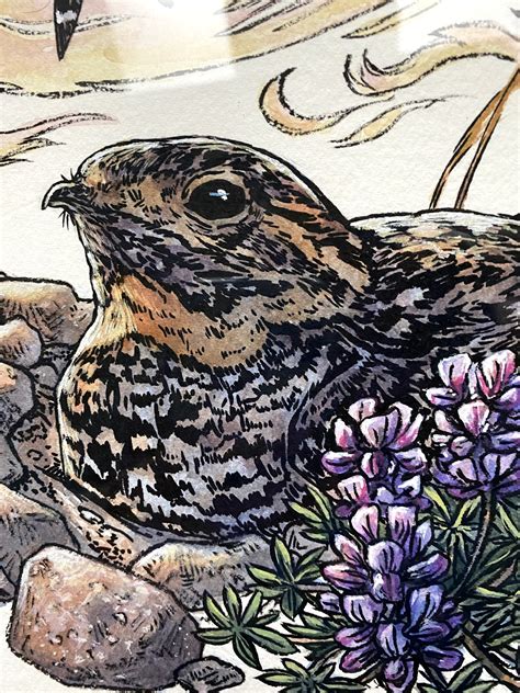 Nesting Nighthawk- Original Art by Emily Poole - Every Day Original